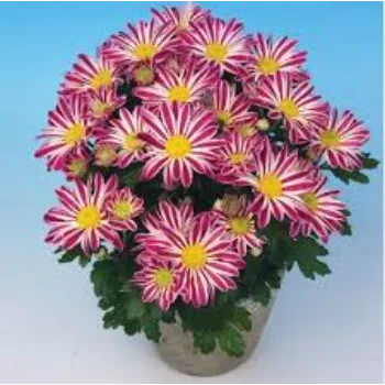 Occasion Chrysanthemum Plant